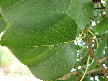 Feuilles alternes, régulièrement denticulées, ovales et en forme de cœur à la base. Agrandir dans une nouvelle fenêtre (ou onglet)